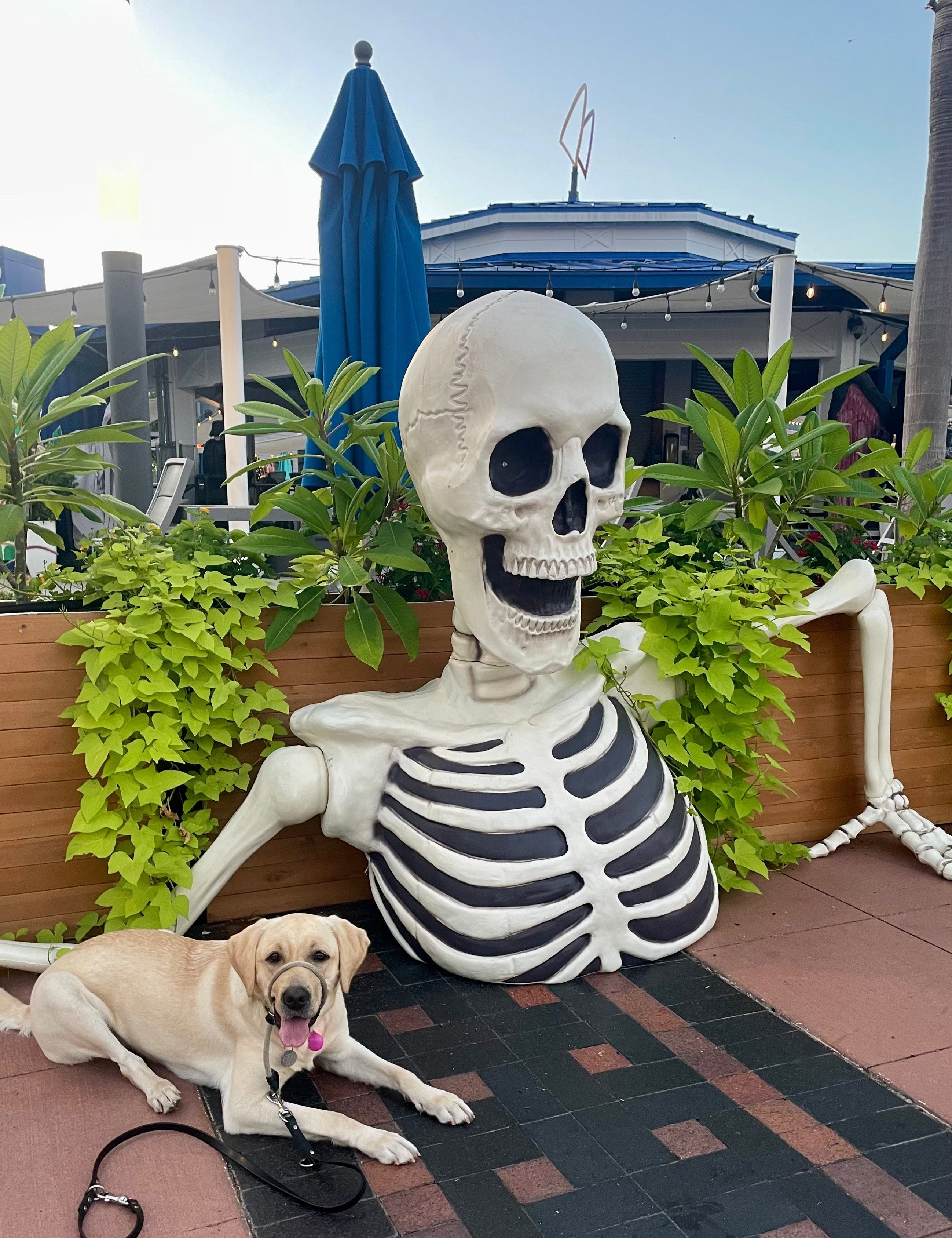 Sail Plaza Spooktacular: Tampa’s Waterfront Gets Wicked Early