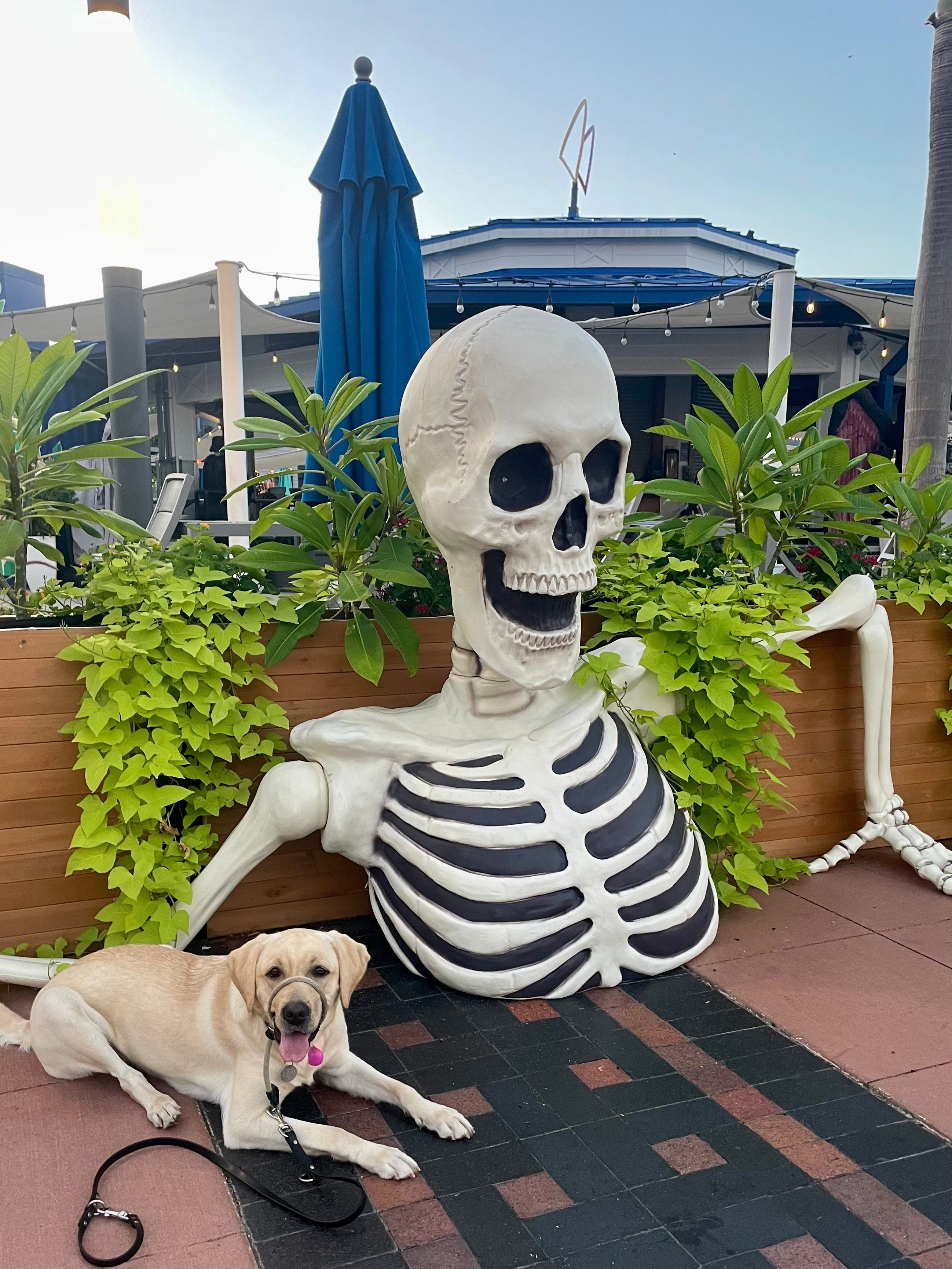 Sail Plaza Spooktacular: Tampa’s Waterfront Gets Wicked Early
